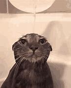 Image result for Cat Meme Baby Shower