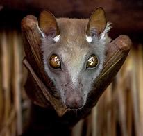 Image result for La Rossa Bay Fruit Bat Scary