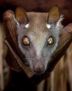 Image result for Funny Fruit Bat