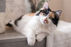Image result for Classic Calico Cat