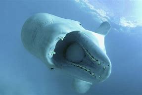 Image result for Beluga Forehead