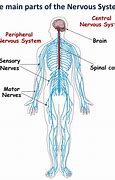 Image result for Nervous System