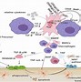 Image result for Macrophage Animation