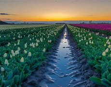 Image result for holland tulips festival