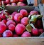 Image result for Silver's Apple Variety