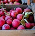 Image result for Rosybrook Apple