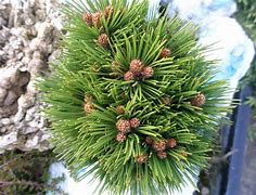 Image result for Pinus heldreichii Smidtii