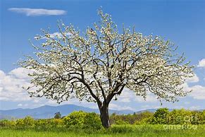 Image result for Appie Tree