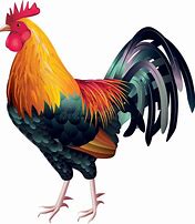 Image result for Coq Bankiva