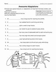 Image result for Animal Adaptations Worksheet 2nd Grade