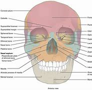 Image result for Skeleton Skull