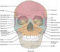 Image result for Human Skull Cranium