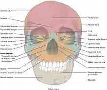 Image result for Lower Jawbone
