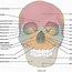 Image result for Human Skull Dimensions