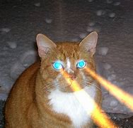 Image result for Trippy Alien Cat