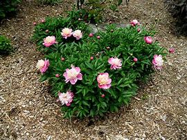 Image result for Paeonia rockii Hong Lian