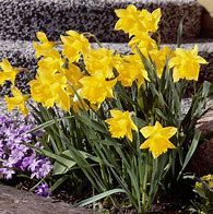 Image result for Narcissus pseudonarcissus subsp. obvallaris