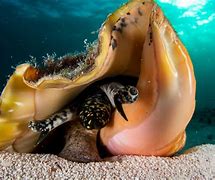 Image result for Conch