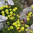 Image result for Alyssum montanum Berggold