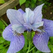 Image result for Iris sibirica Papillon