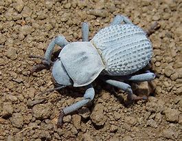 Image result for Blue Death Beetle