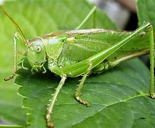 Image result for Cricket Beat Bugs