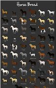 Image result for Mixed Horse Breeds