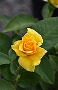 Image result for Midas Touch Rose Plant