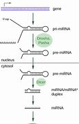 Image result for Mirna Processing