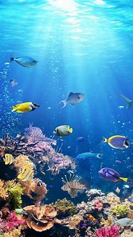 Image result for Underwater High Resolution Wallpaper