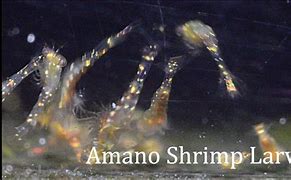 Image result for Amano Shrimp Larvae