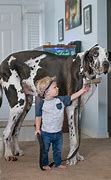 Image result for The Biggest Dog On Earth