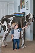 Image result for Biggest Dog Pp in the World