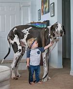 Image result for Biggest Dog That Ever Lived