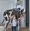 Image result for Largest Dog Great Dane