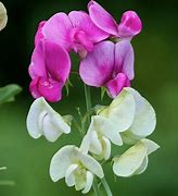 Image result for Sweet Pea