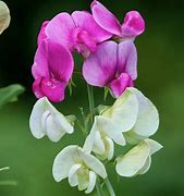 Image result for Sweet Pea Garden