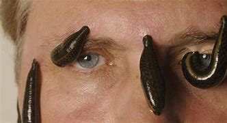 Image result for Leech Muther