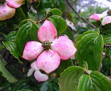 Image result for Cornus kousa Jupiter