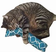 Image result for Catnip Kicker Toys for Cats