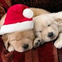 Image result for Merry Christmas Nature Animals