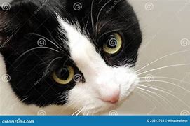 Image result for Cute Eye Cat Sad
