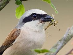 Image result for Insects That Sound Like Birds