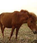 Image result for Japanese Horse Breeds