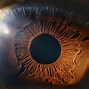 Image result for Eye Structure Retina