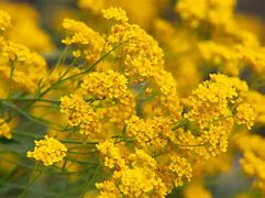 Image result for Pastel Yellow Flowers
