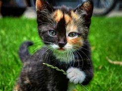 Image result for Cute Baby Calico Kittens