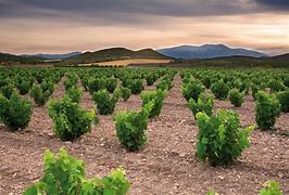 Image result for garnacha