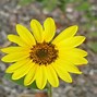 Image result for Cute Little Flowers