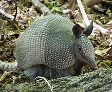 Image result for Armadillo Legs